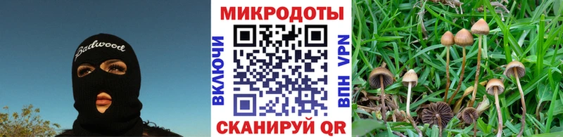 Галлюциногенные грибы MAGIC MUSHROOMS  продажа наркотиков  MEGA зеркало  Каргополь 